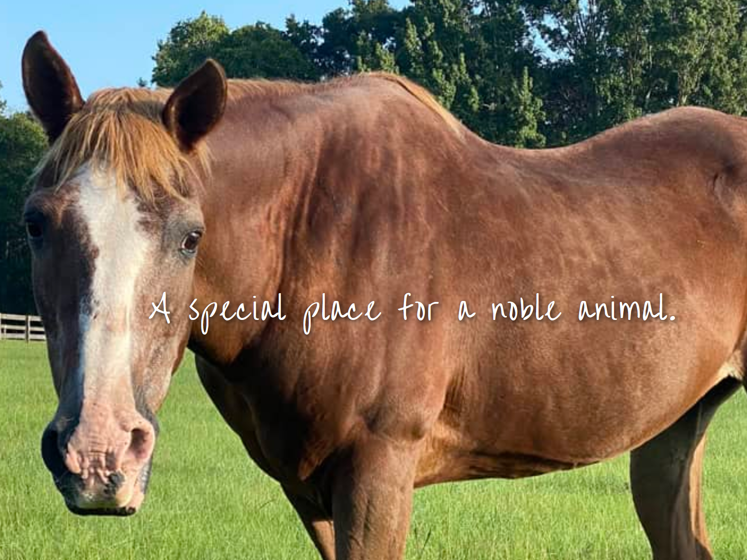 Retirement Home for Horses Not for Profit 501(c)(3) Equine Sanctuary